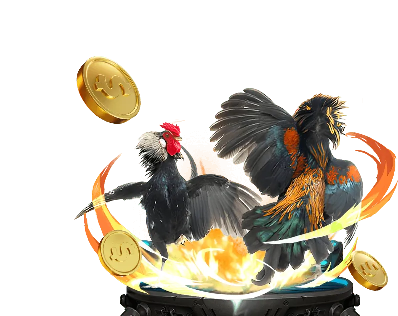 Đá gà Campuchia Thomo